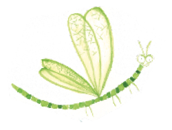 illustration libellule