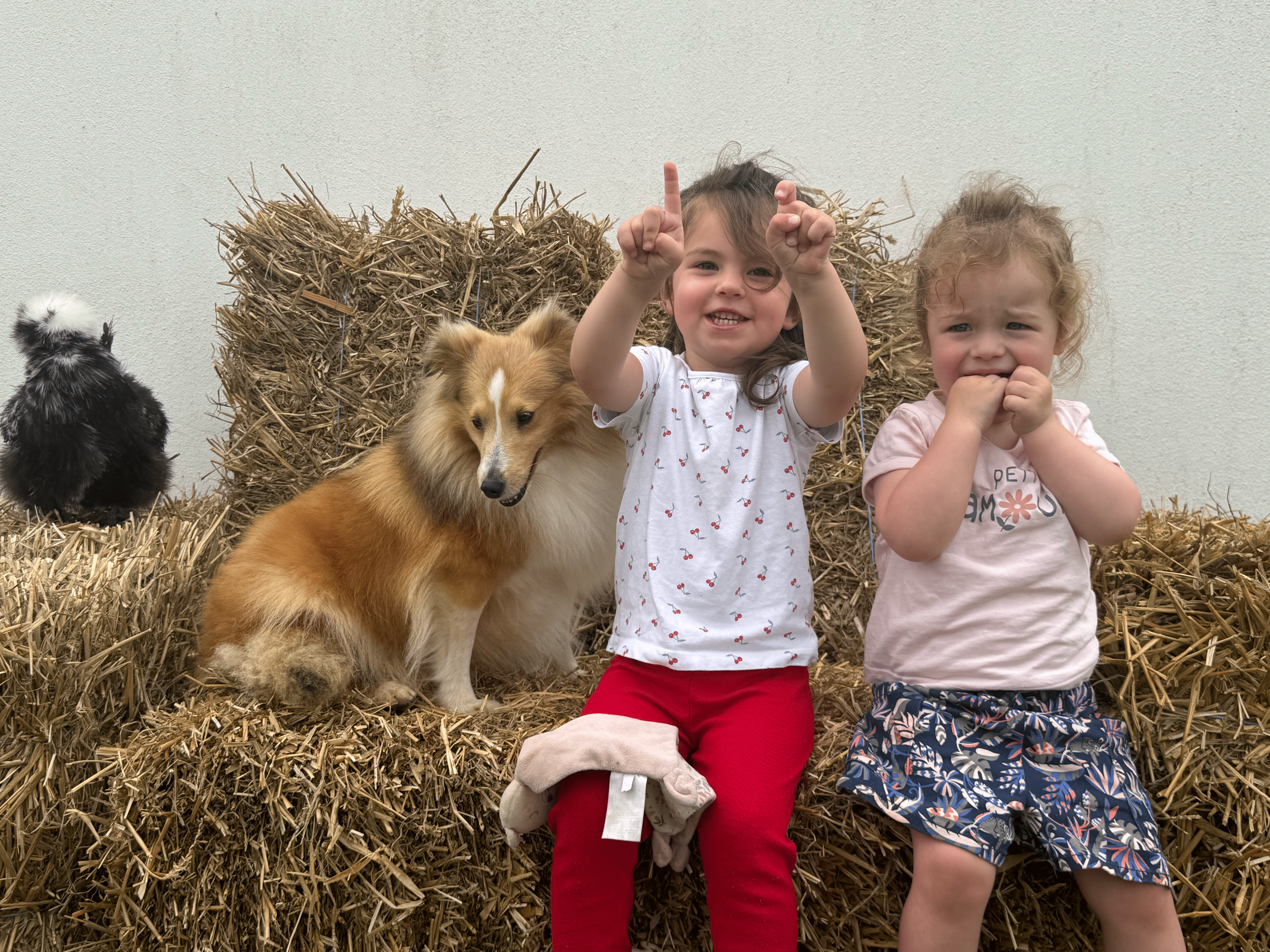 Deux petites filles assises sur des bottes de paille avec un chien et une poule soie, lors de l'animation ferme à la crèche Les Papillons à Pontivy