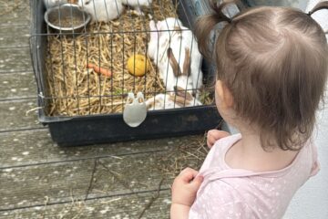 Une enfant observe des lapins blancs dans leur enclos à la crèche
