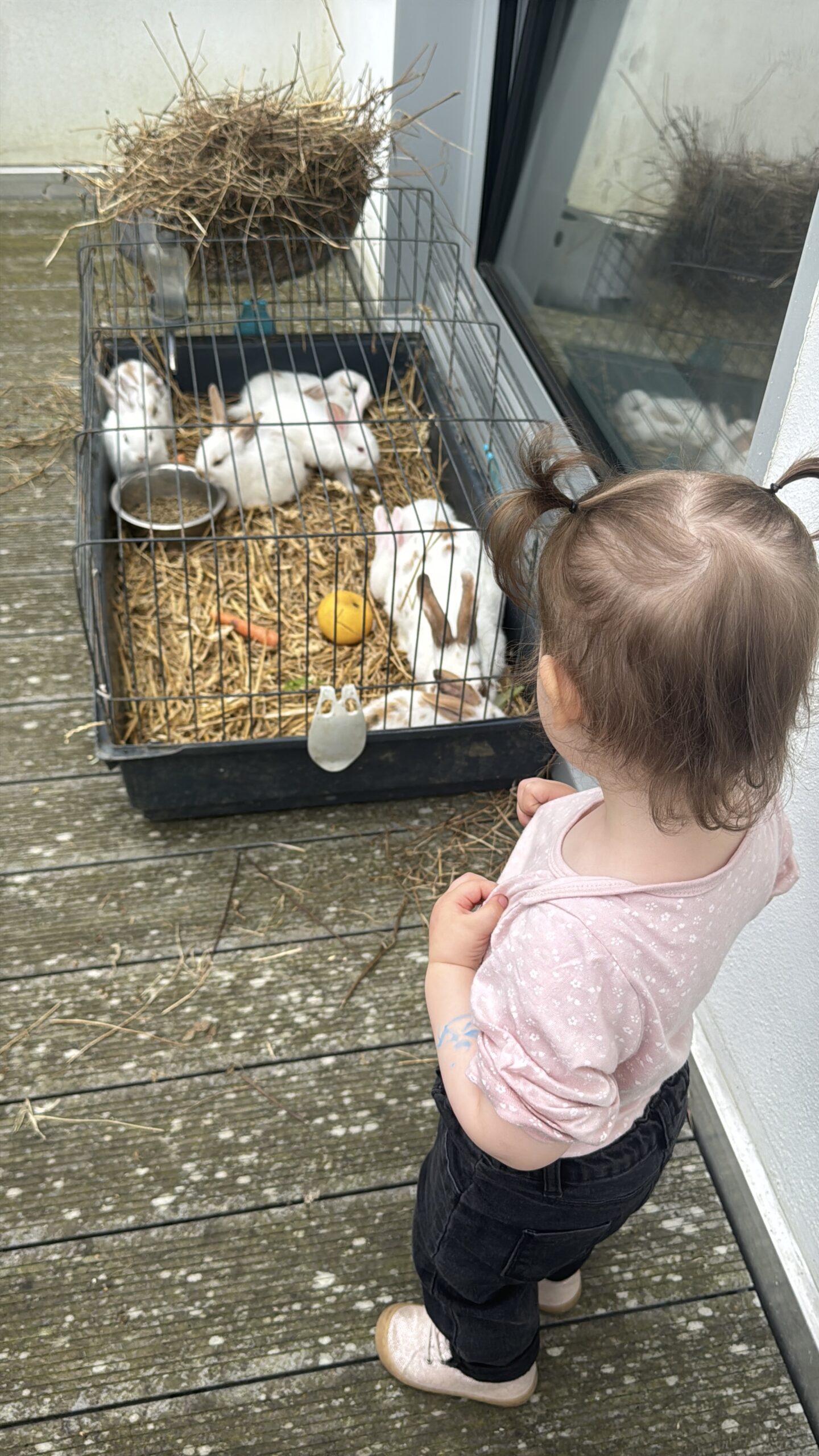 Une enfant observe des lapins blancs dans leur enclos à la crèche