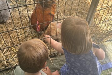 Deux enfants observent des poules et un coq dans un enclos à la crèche Les Libellules