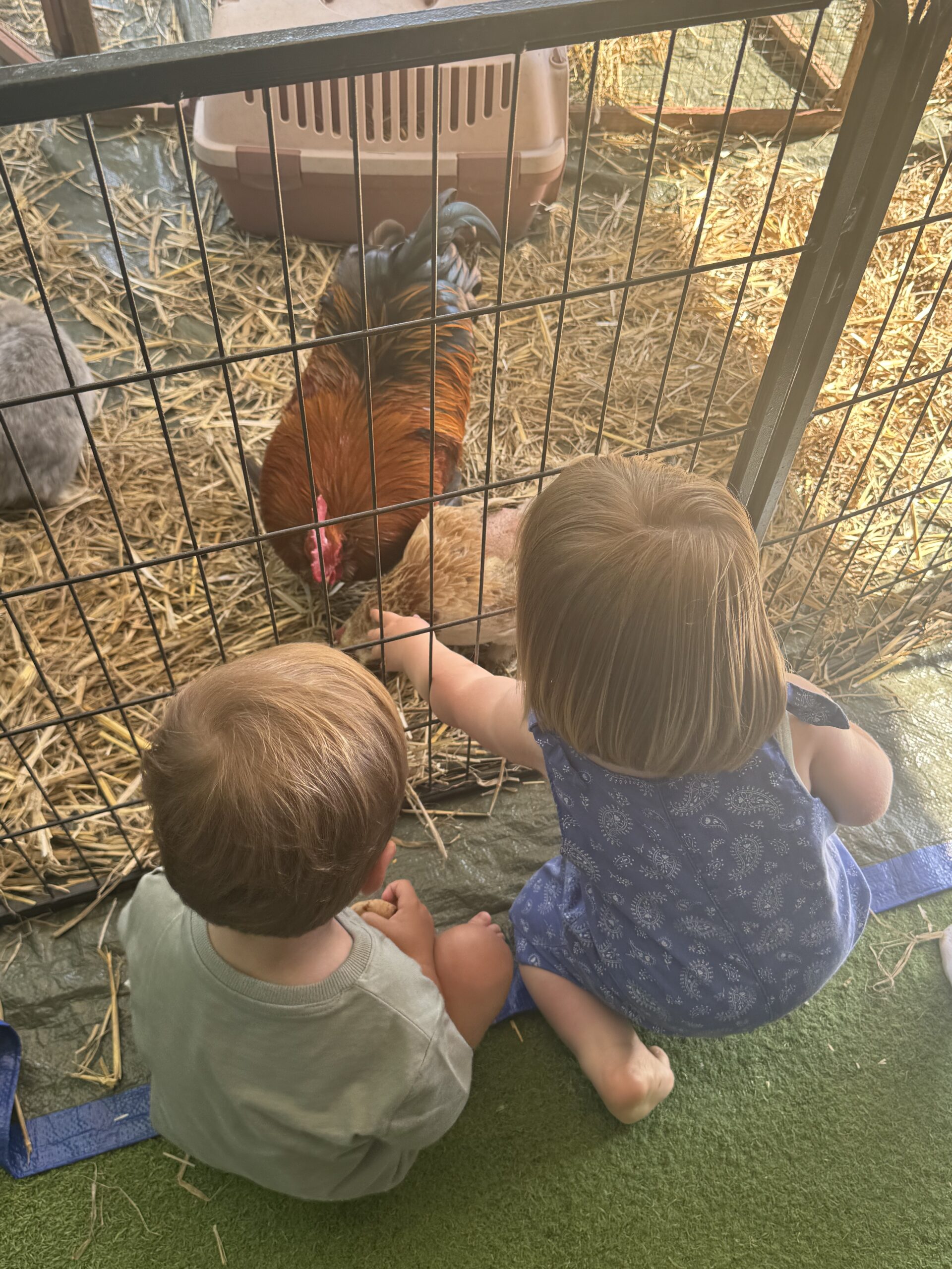 Deux enfants observent des poules et un coq dans un enclos à la crèche Les Libellules